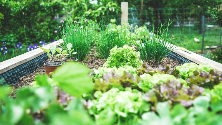© www.cityfarm.wien Beet mit Gemüse