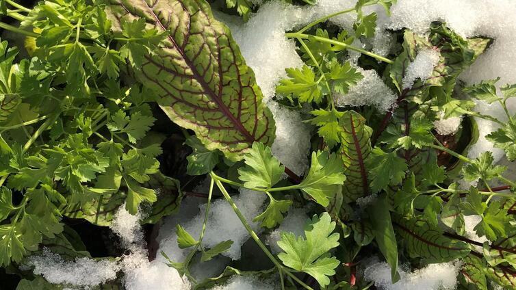 © www.cityfarm.wien Wintergemüse mit Schnee bedeckt