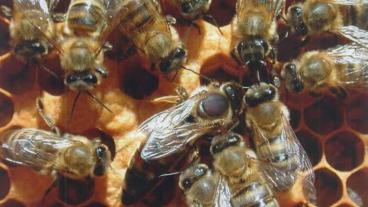 © Naturpark Obst-Hügel-Land Bienen