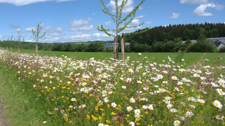 Anlage und Pflege von Wildblumenwiesen