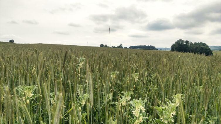 © Stefan Nöbauer Untersaat und Biodiversitätsflächen im BIO-Ackerbau