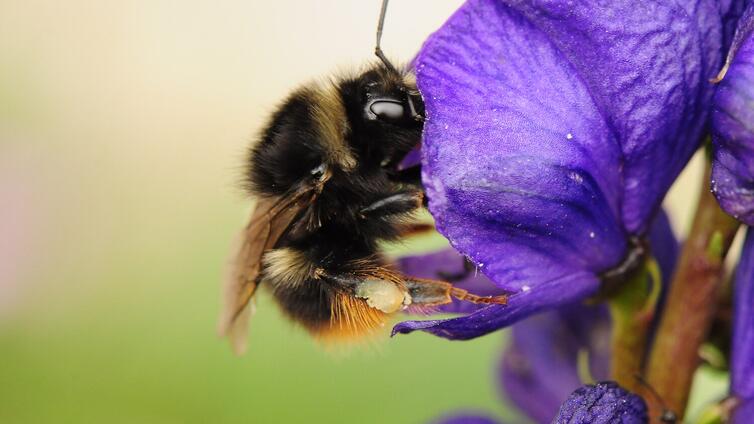 bombus-mendax