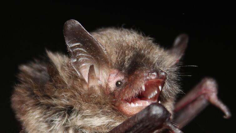 © oliver-gebhardt brandtfledermaus