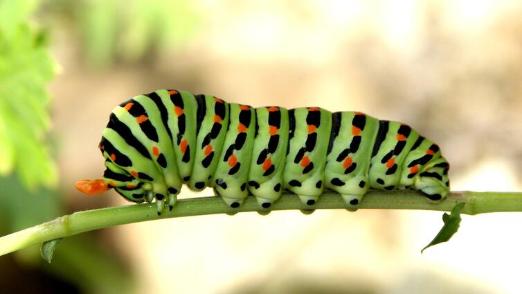 Segelfalter, Raupe