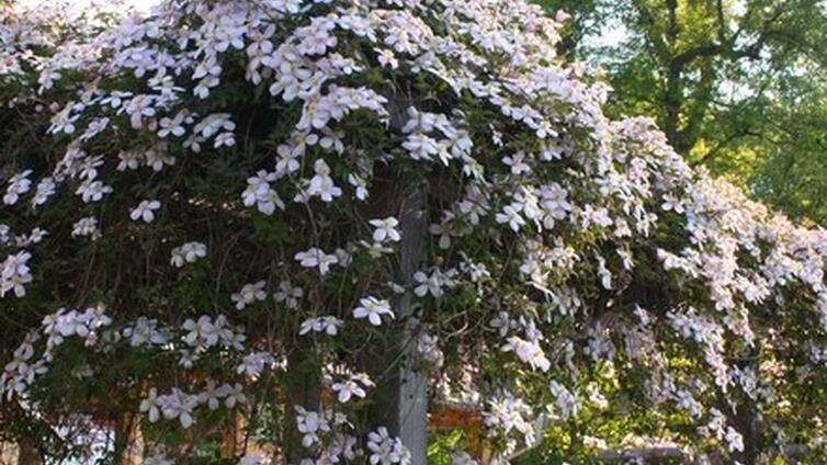 © Natur im Garten, M. Benes Oeller Schattenspender klettern lassen