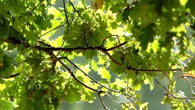 Insekten auf meinen pflanzen