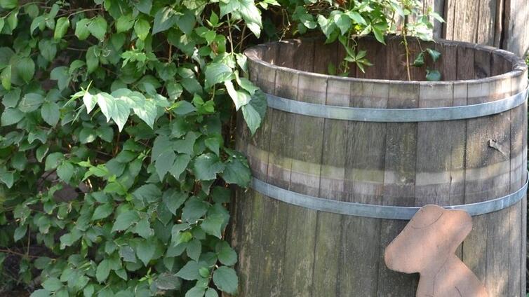 © Natur im Garten, M. Benes Oeller Regenwasser