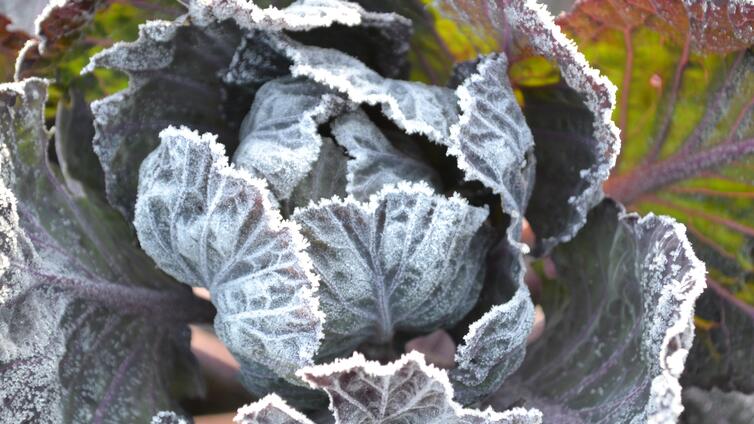 Wintergemüse