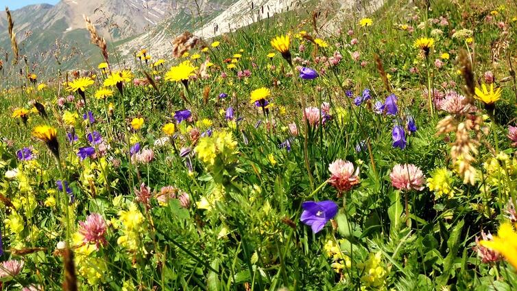 © Hochgebirgs-Naturpark Zillertaler Alpen Almkräuter-Vielfalt