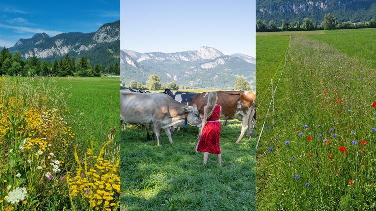 Roswitha Marold Bauernhof-Spaziergang © Roswitha Marold (Blühstreifen) Sibel Zechmann (Portrait) Drei Bilder in einer Collage. Berge mit Blühstreifen im Vordergrund, Roswitha Marold mit ihren Kühen.