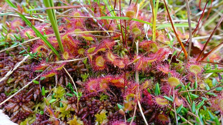 rundblättriger Sonnentau
