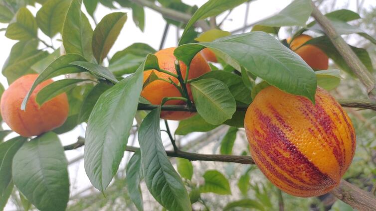 Zitrussorten aus Schönbrunn