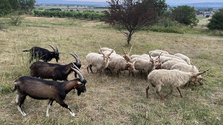 Zackelschafe Donnerskirchen