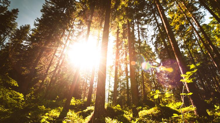 Sonne scheint durch Bäume im Wald