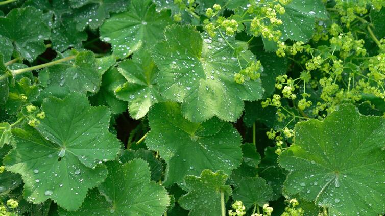 Frauenkräuter mit regen drauf