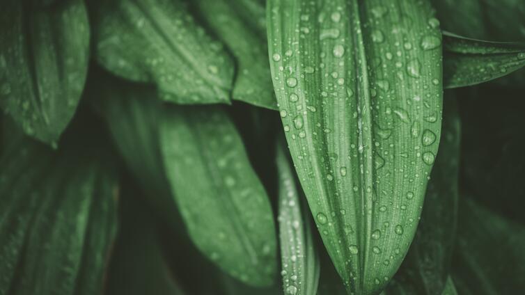 Grünes Blatt mit Tropfen drauf