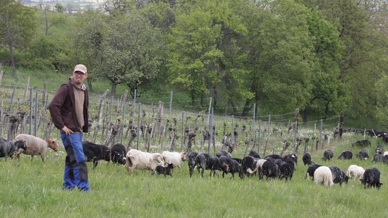Schafherde des Bioschafhof Elpons