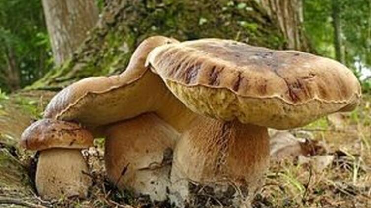 Drei Pilze im Wald