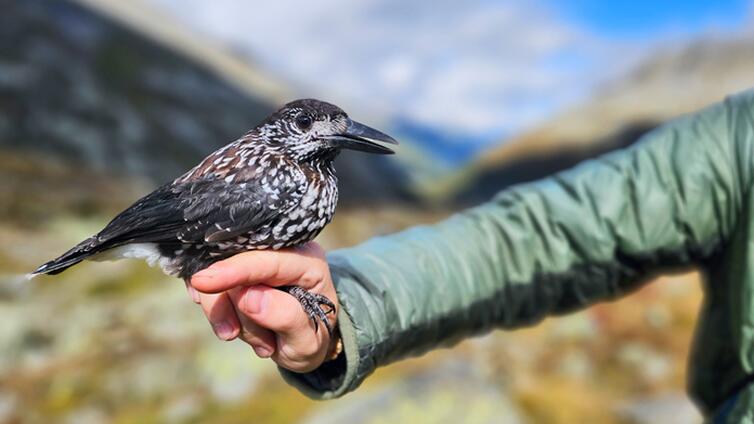 Tour 24 - Besuch des alpinen Vogel Hot Spots