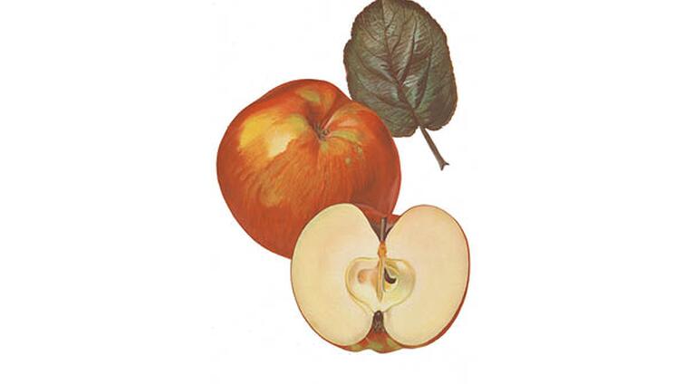 äpfel und blatt