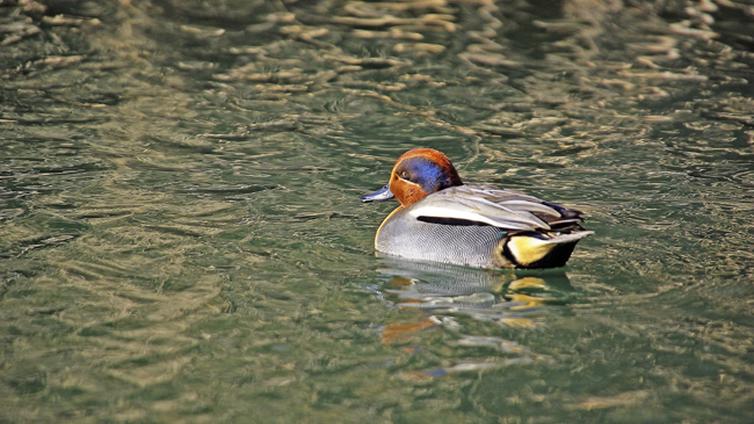 Gefiederte Wintergäste der Donau-Auen (Wanderung) © Sendor Zeman Krickente Männchen