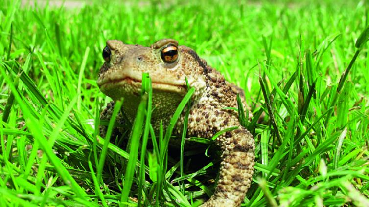 3. Frühling im Reich der Früsche und Kröten