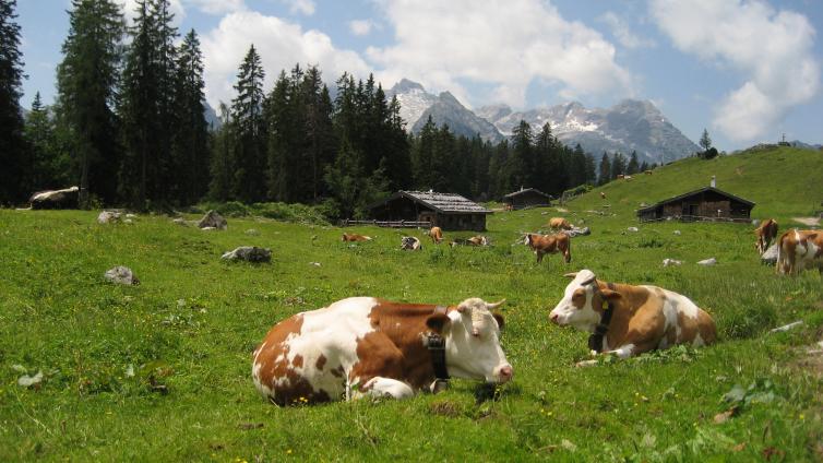 Almwanderung Naturpark