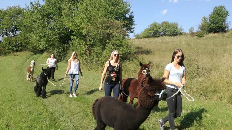 Alpakas auf Wanderung