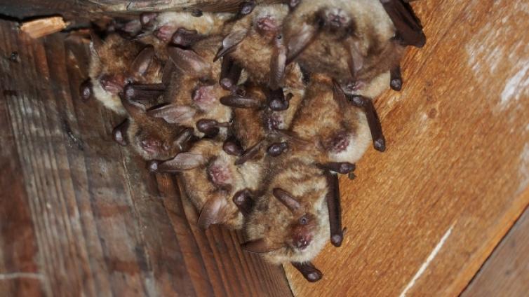 Bat-and-Breakfast-c-BirgitRotter.jpg © BirgitRotter Bat and Breakfast