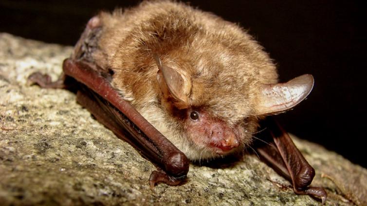 bat-night-c-s-pysarczuk-1.jpg © s-pysarczuk-1 bat night