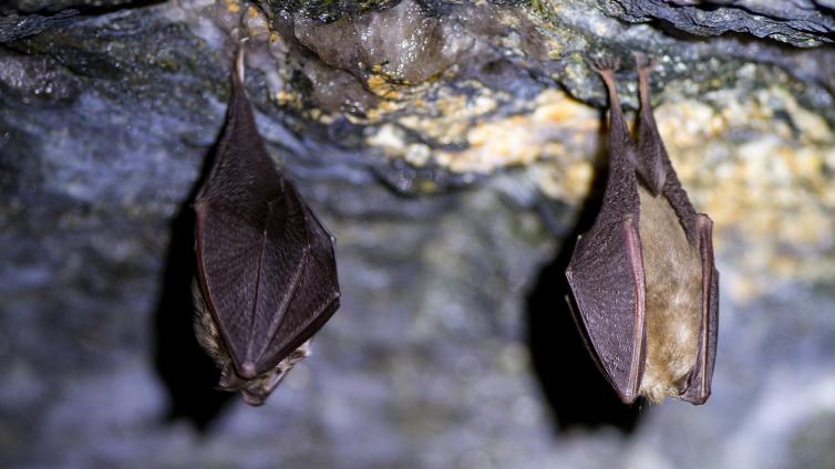 Bat night-c-NP Thayatal.jpg © NP Thayatal Bat night
