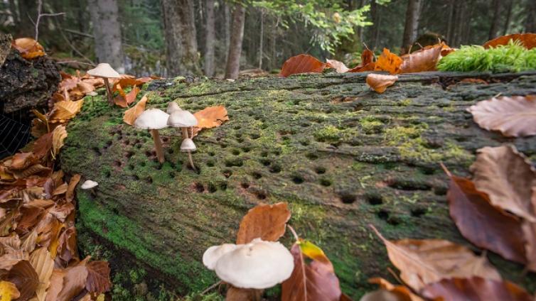 Bäume tot oder alt ergeben lebendigen Wald