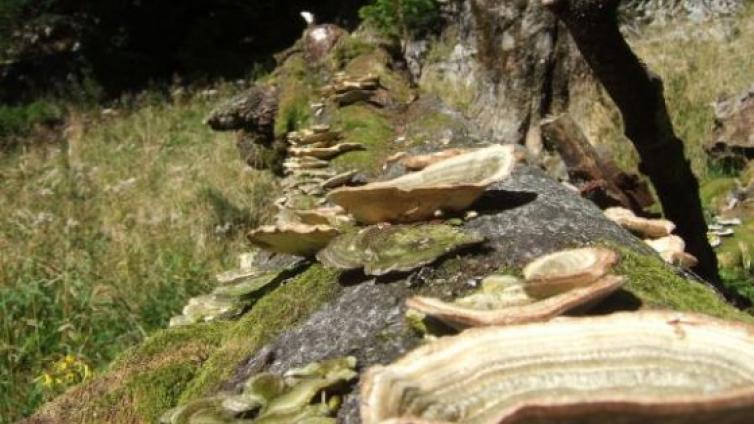 Bäume tot oder alt, ergeben lebendigen Wald-c-NaturschutzAkademieSteiermark.jpg © NaturschutzAkademieSteiermark Bäume tot oder alt, ergeben lebendigen Wald