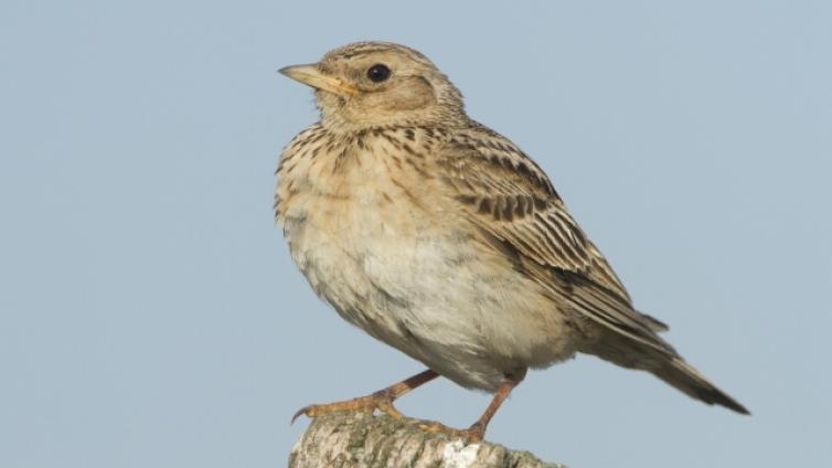 Bestandsveränderungen häufiger Vogelarten in Österreich   ein Grund zur Sorge