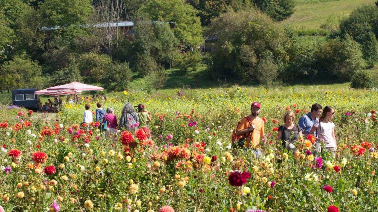 Blumen und Stauden (2)