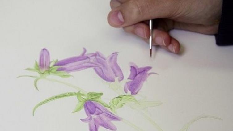 Botanische Illustrationen - Auf den Spuren der Expeditionszeichner-c-NaturschutzAkademieSteiermark.jpg © NaturschutzAkademieSteiermark Botanische Illustrationen Auf den Spuren der Expeditionszeichner