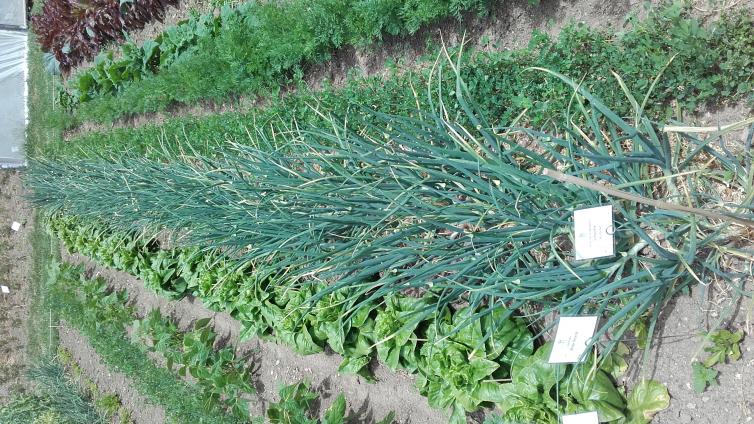 Bunte Vielfalt planen im SV GArten