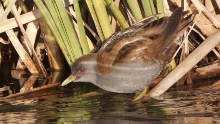 Das-Flutungsprojekt-an-der-Tiebelmündung-im-Jahr-3-nach-Flutung-c-BirdLife-Österreich-M.Dvorak.jpg © BirdLife-Österreich-M.Dvorak Das Flutungsprojekt an der Tiebelmündung im Jahr 3 nach Flutung