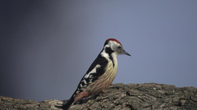 Der Vogelfrühling im Laxenburger Schlosspark