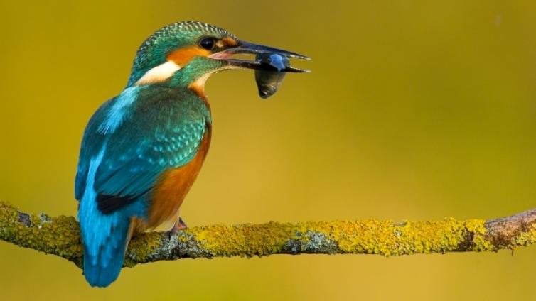 Der Eisvogel   Fließgewässer als Netzwerk für ein schillerndes Juwel