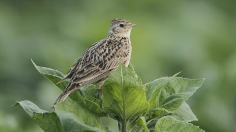 Die Feldlerche – Vogel des Jahres 2019 (Mariapfarr im Lungau)