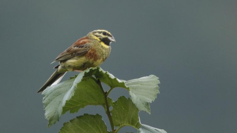 Die Vogelwelt der Wachau zur Brutzeit