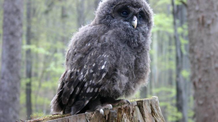 Die-Wiederkehr-des-Habichtskauzes-in-den-Nordalpen-–-aktuelle-Situation-und-Ausblick-c-BirdLife-Österreich-Jozef.Mihok.jpg © BirdLife-Österreich-Jozef.Mihok Die Wiederkehr des Habichtskauzes in den Nordalpen – aktuelle Situation und Ausblick