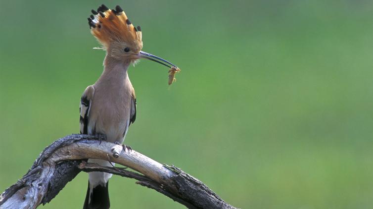 Die bunte Vogelwelt