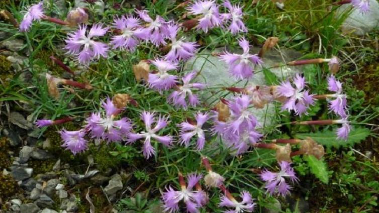 Endemiten Einzigartige Pflanzen im Nationalpark Gesäuse