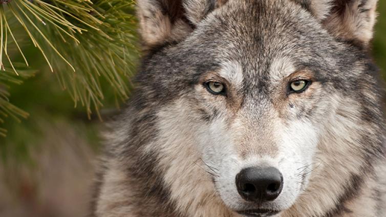 Erlebte-Natur-Das-Geheule-um den-Wolf-c-NÖ-Museum-Betriebs-GmbH.jpg © NÖ-Museum-Betriebs-GmbH Erlebte Natur Das Geheule um den Wolf