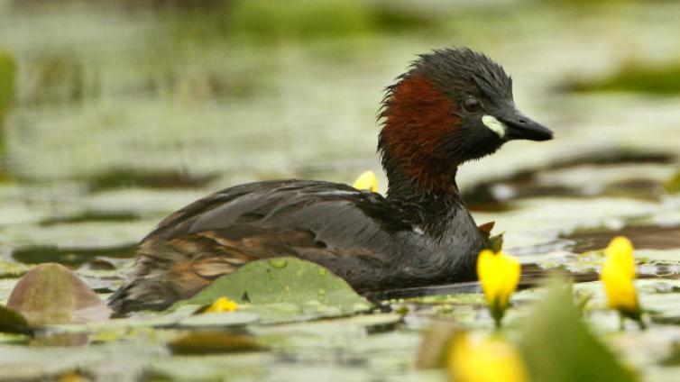 Exkursion-an-die-Drau-bei-Selkach-c-BirdLife-Österreich-M.Dvorak.jpg © BirdLife-Österreich-M.Dvorak Exkursion an die Drau bei Selkach