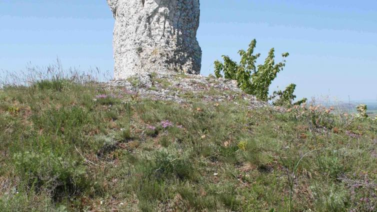 Exkursion Artenvielfalt in Falkenstein