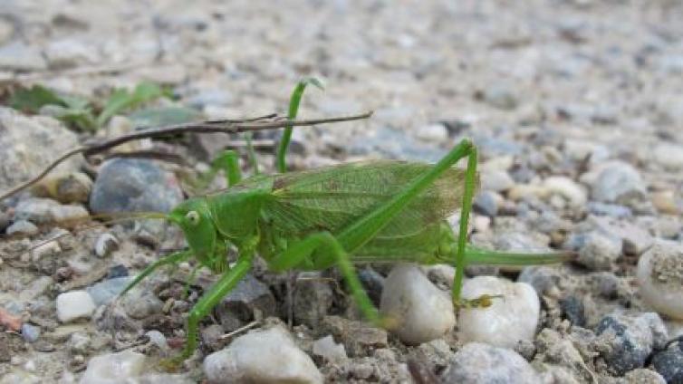 Fabelhafte Insekten