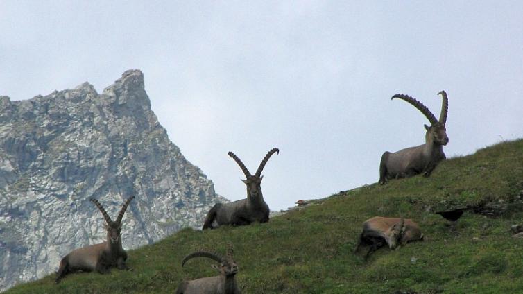 Fauna Koednitztal